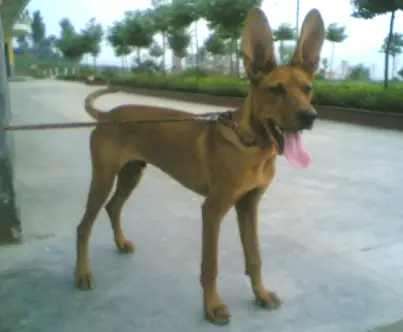 Big Super Ears on Puppy from China
